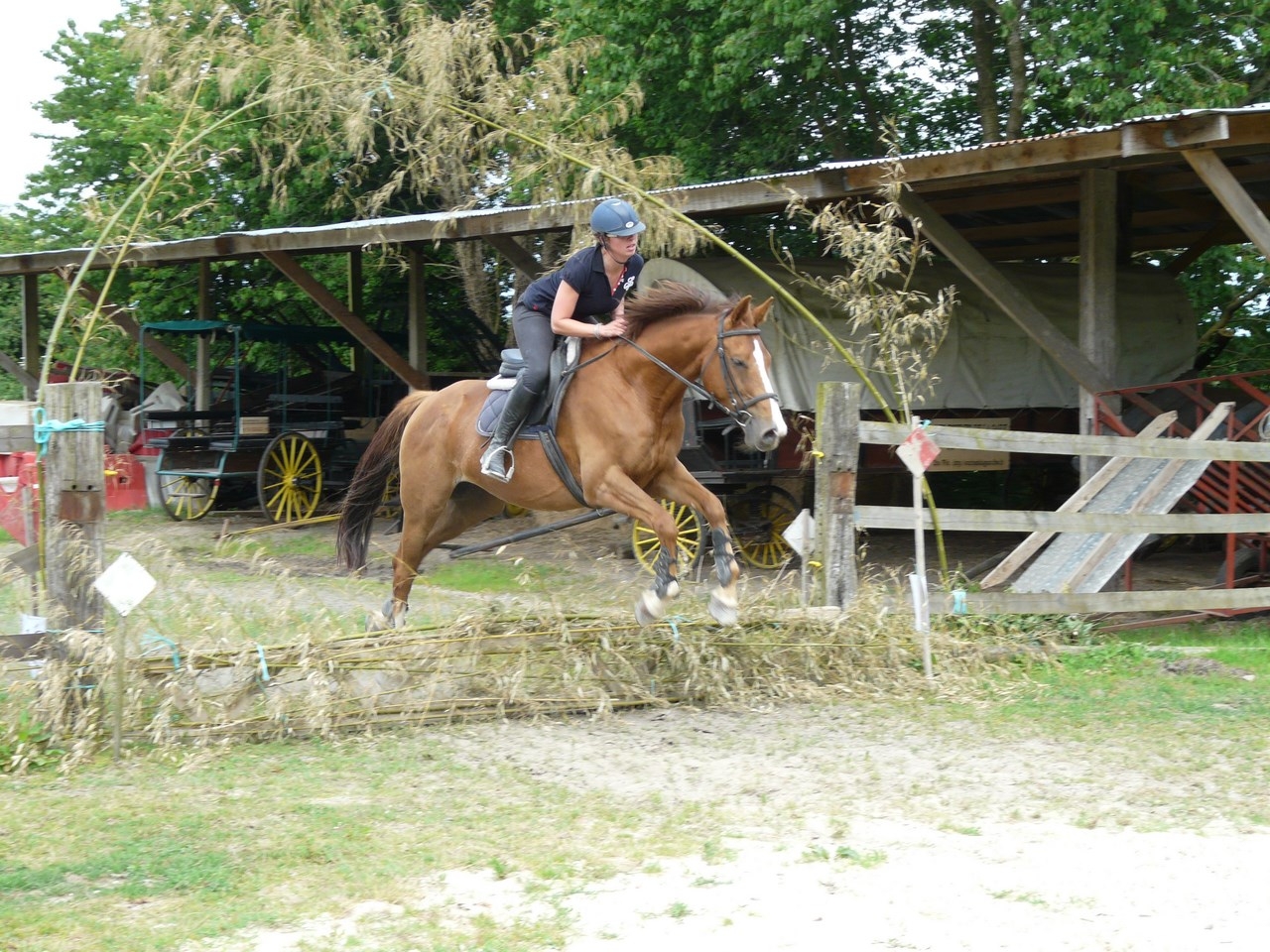 sophie-sur-natif-copier