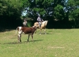 Equitation Western en Basse Normandie aux Ecuries de la Gare