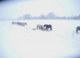 Les Shetlands sont dans leur elements dans la neige en Normandie