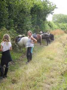 Déjeuner des poneys