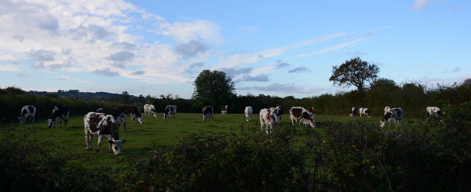 Vacances Equitation Western Freedom Ranch aux Ecuries de la Gare Normandie