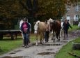 Vacances Equitation Western Freedom Ranch aux Ecuries de la Gare Normandie