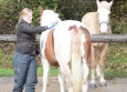 Vacances Equitation Western Freedom Ranch aux Ecuries de la Gare Normandie