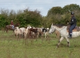 Cutting avec Hank Moss  Freedom Ranch aux Ecuries de la Gare Normandie