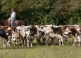 Cutting avec Hank Moss  Freedom Ranch aux Ecuries de la Gare Normandie