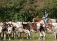 Cutting avec Hank Moss  Freedom Ranch aux Ecuries de la Gare Normandie