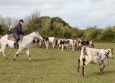 Cutting avec Hank Moss  Freedom Ranch aux Ecuries de la Gare Normandie