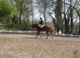 dressage-13