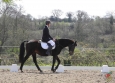 dressage-16