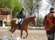 dressage-17