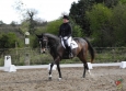 dressage-19