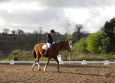 dressage-7