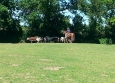 Equitation Western en Basse Normandie aux Ecuries de la Gare