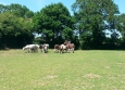 Equitation Western en Basse Normandie aux Ecuries de la Gare