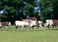 Equitation Western en Basse Normandie aux Ecuries de la Gare