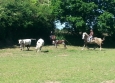 Equitation Western en Basse Normandie aux Ecuries de la Gare