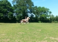 Equitation Western en Basse Normandie aux Ecuries de la Gare