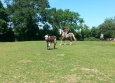 Equitation Western en Basse Normandie aux Ecuries de la Gare