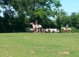 Equitation Western en Basse Normandie aux Ecuries de la Gare