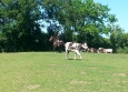 Equitation Western en Basse Normandie aux Ecuries de la Gare