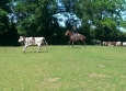 Equitation Western en Basse Normandie aux Ecuries de la Gare