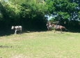 Equitation Western en Basse Normandie aux Ecuries de la Gare