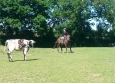 Equitation Western en Basse Normandie aux Ecuries de la Gare