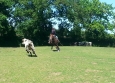 Equitation Western en Basse Normandie aux Ecuries de la Gare