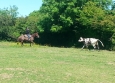 Equitation Western en Basse Normandie aux Ecuries de la Gare