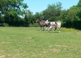 Equitation Western en Basse Normandie aux Ecuries de la Gare