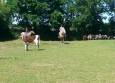 Equitation Western en Basse Normandie aux Ecuries de la Gare