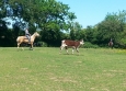 Equitation Western en Basse Normandie aux Ecuries de la Gare