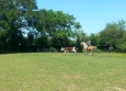 Equitation Western en Basse Normandie aux Ecuries de la Gare