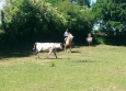 Equitation Western en Basse Normandie aux Ecuries de la Gare