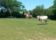 Equitation Western en Basse Normandie aux Ecuries de la Gare