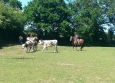 Equitation Western en Basse Normandie aux Ecuries de la Gare