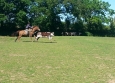 Equitation Western en Basse Normandie aux Ecuries de la Gare