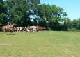 Equitation Western en Basse Normandie aux Ecuries de la Gare