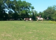 Equitation Western en Basse Normandie aux Ecuries de la Gare