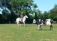 Equitation Western en Basse Normandie aux Ecuries de la Gare