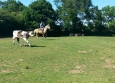 Equitation Western en Basse Normandie aux Ecuries de la Gare