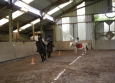 Stage à poney aux Ecuries de la Gare dans le Cotentin en Normandie