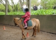 Stage à poney aux Ecuries de la Gare dans le Cotentin en Normandie