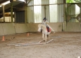 Stage à poney aux Ecuries de la Gare dans le Cotentin en Normandie